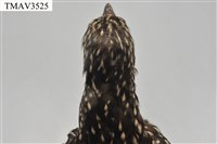 噪鵑藏品圖，第9張